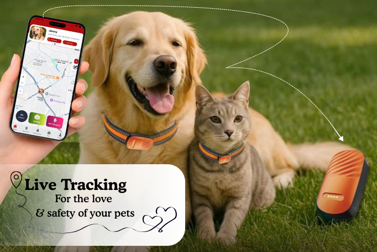 Pet GPS Tracker in Action