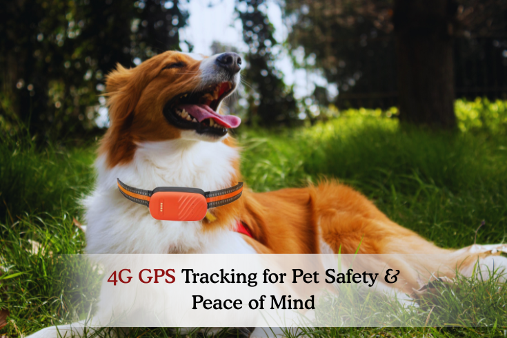 Pet Tracking Features